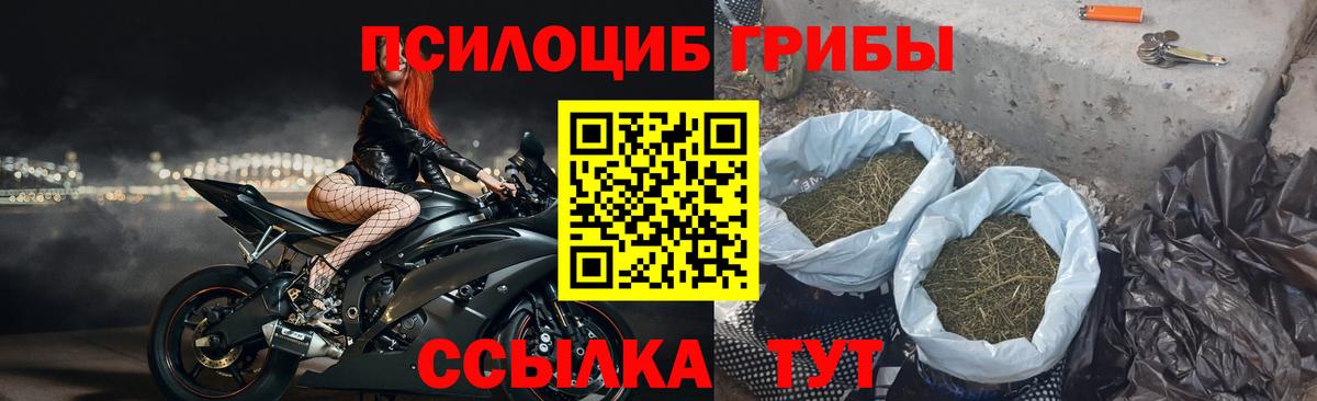 Мыски  Галлюциногенные грибы Psilocybe  Вход с VPN 